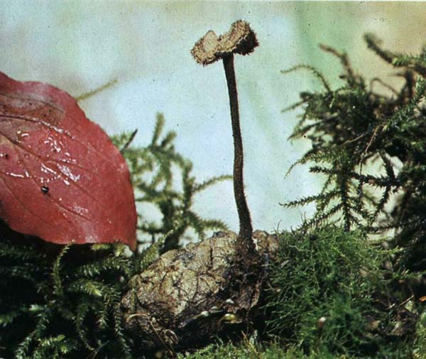Аурискальпиум обыкновенный (Auriscalpium vulgare)