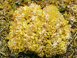 Спарассис курчавый, грибная капуста (Sparassis crispa)