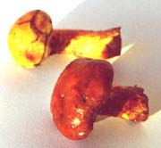Маслёнок зернистый (Suillus granulatus)