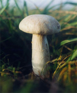 Белый степной гриб (Pleurotus eryngii)
