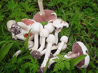Шампиньон луговой (Agaricus campestris)