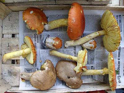 Цезарский гриб (Amanita caesarea)