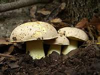 Полубелый гриб (Boletus impolitus)