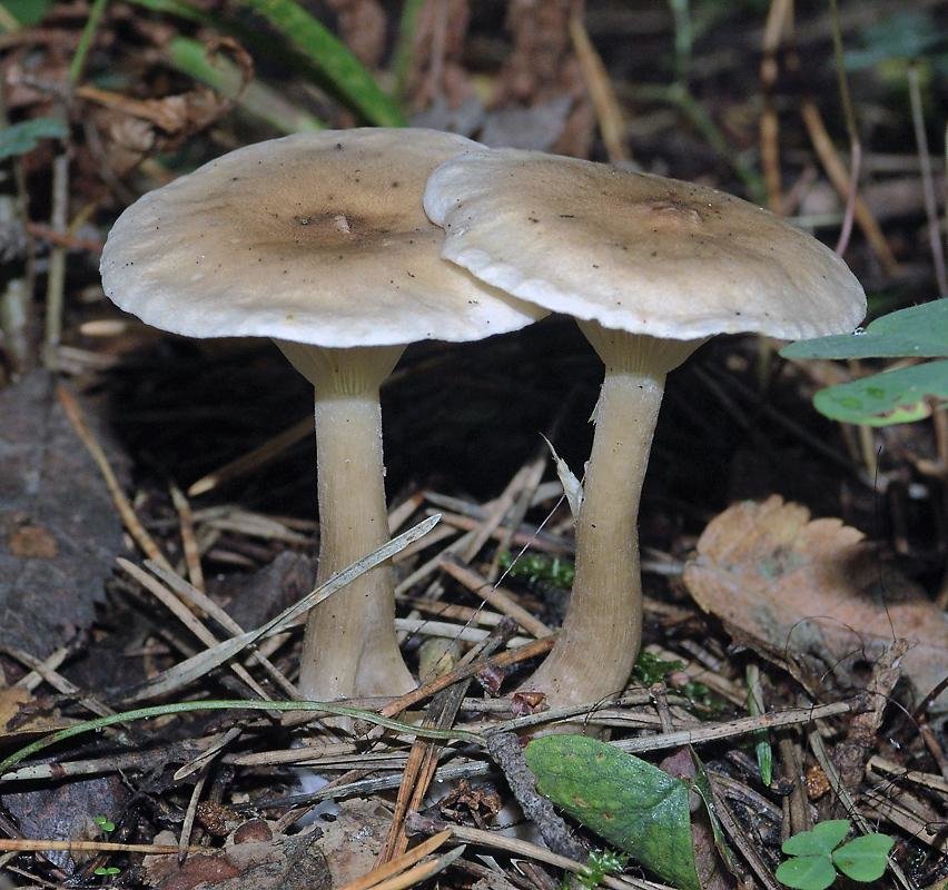 Говорушки Грибы Фото Как Готовить – Telegraph