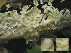 Церипориопсис войлочно-опоясанный