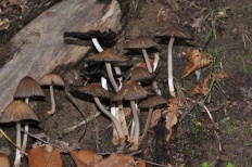 Навозник лесной (Coprinellus silvaticus)