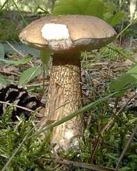 Жёлчный гриб