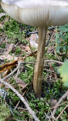 Amanita battarrae - Поплавок умброво-желтый