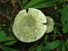 Russula virescens - Сыроежка зеленоватая