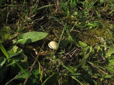 Psilocybe coronilla - Строфария корончатая