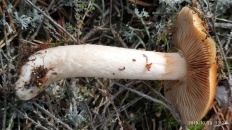 Cortinarius mucosus - Паутинник слизистый