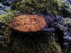 Inonotus obliquus - Берёзовый гриб