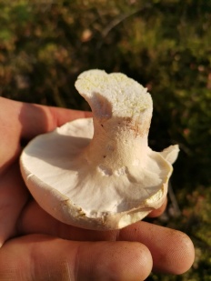 Albatrellus ovinus - Альбатреллус овечий
