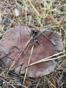 Tricholoma imbricatum - Рядовка коричневатая