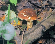 Imleria badia - Панский гриб