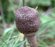 Macrolepiota procera - Зонтик большой