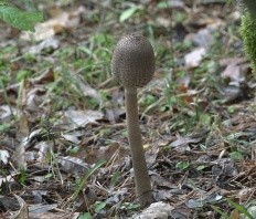 Macrolepiota procera - Зонтик высокий