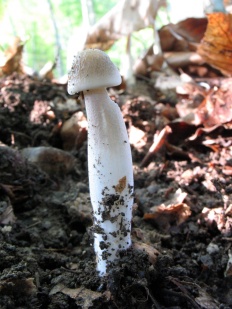 Hymenopellis radicata - Денежка корневая