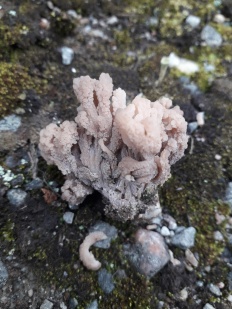 Clavulina rugosa - Коралл беловатый