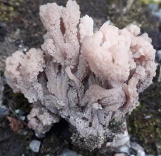 Clavulina rugosa - Коралл беловатый