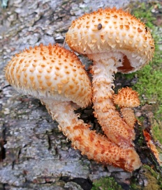 Pholiota squarrosoides - Чешуйчатка чешуйчатовидная