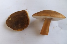Gyroporus castaneus - Заячий гриб