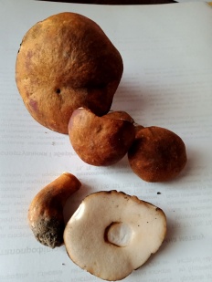 Gyroporus castaneus - Заячий гриб