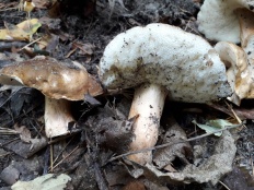 Gyroporus castaneus - Каштановый гриб