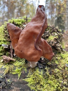 Gyromitra infula - Строчок рогатый