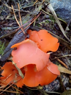 Aleuria aurantia - Пецица оранжевая