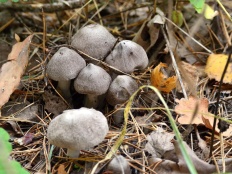 Tricholoma terreum - Мышата