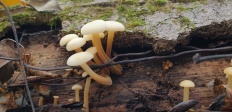 Flammulina velutipes - Зимний гриб