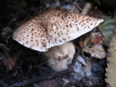 Echinoderma asperum - Лепиота шероховатая