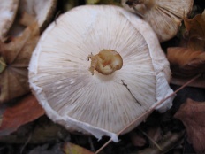 Echinoderma asperum - Лепиота шероховатая