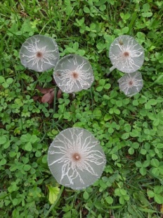 Coprinopsis cinerea - Навозник серый
