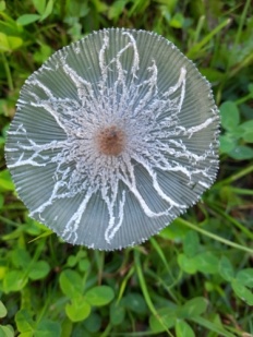 Coprinopsis cinerea - Навозник серый