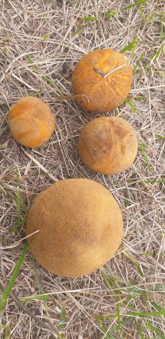 Suillus variegatus - Моховик желто-бурый