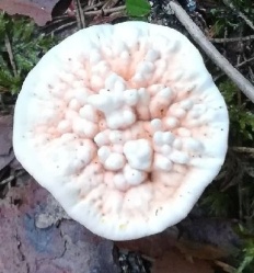 Hydnellum aurantiacum - Гиднеллум оранжевый