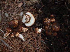 Tricholoma caligatum - Рядовка пятнистая