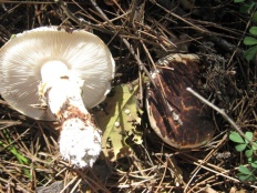 Tricholoma caligatum - Мацутакэ