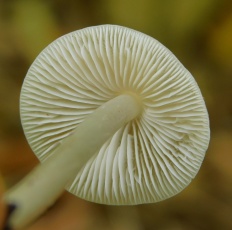 Mycena galericulata - Мицена колпаковидная