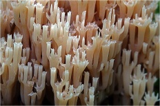 Artomyces pyxidatus - Клавикорона коробчатая