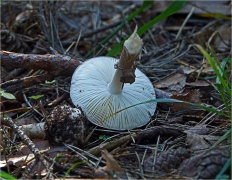 Amanita porphyria - Мухомор порфировый