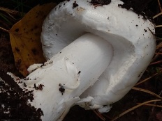 Amanita virosa - Белая поганка