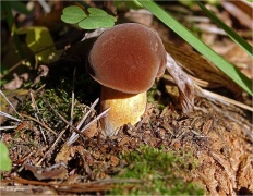 Imleria badia - Коричневый гриб