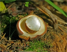 Imleria badia - Польский гриб