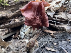 Gyromitra fastigiata - Строчок пучковый