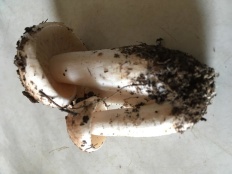 Tricholoma populinum - Рядовка тополиная