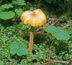 Cystoderma amianthinum - Зонтик амиантовый