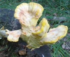 Laetiporus sulphureus - Куриный гриб
